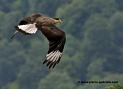 caracara_3533