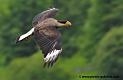 caracara_3536