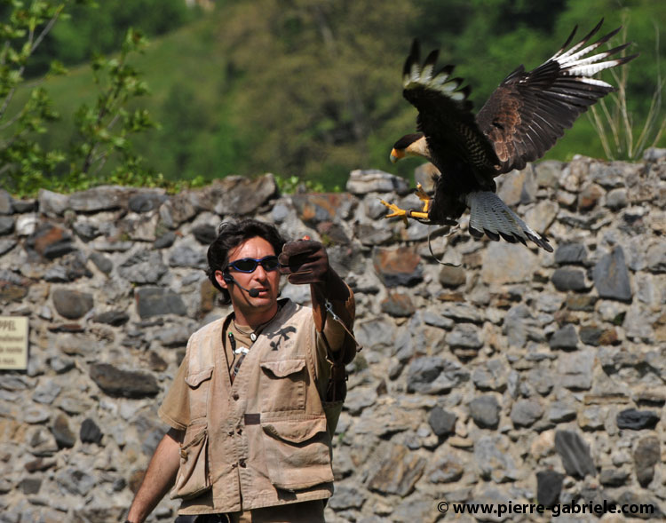 caracara_2145.jpg