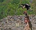 caracara_2146
