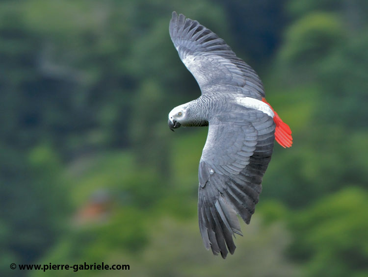 grisdugabon_3692.jpg