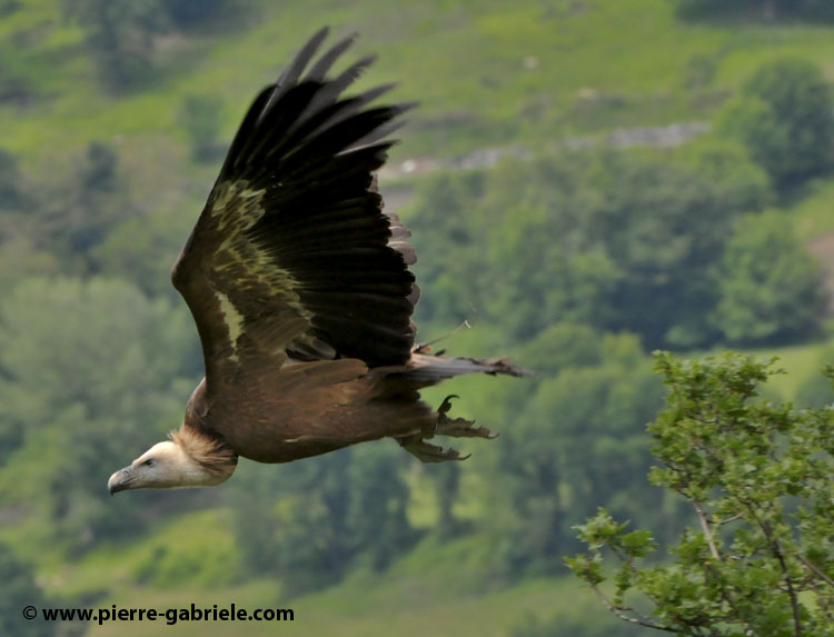 vautour_3654.jpg