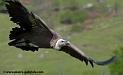 vautour-fauve_1982