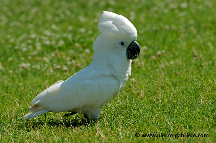 cacatoes_9805.jpg