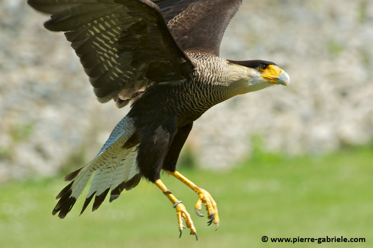 caracara_7386.jpg