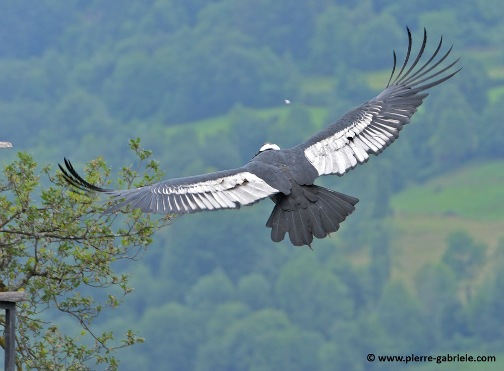condor_0056.jpg