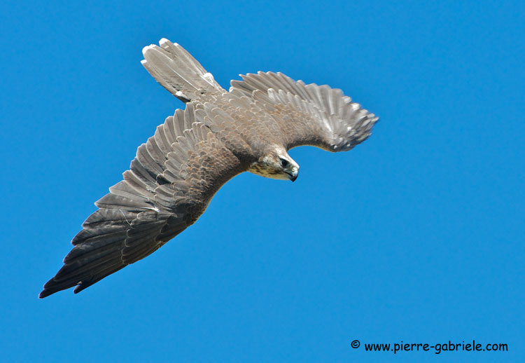 faucon_2813.jpg