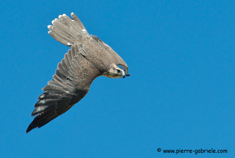 faucon_2828.jpg