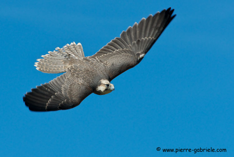 faucon_2832.jpg