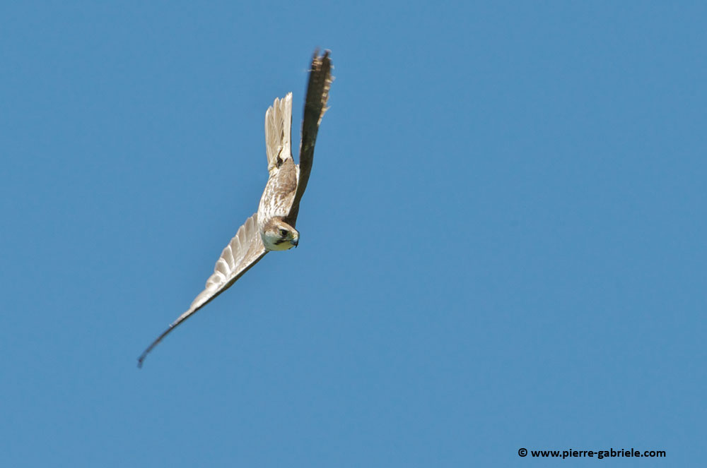 faucon_7341.jpg