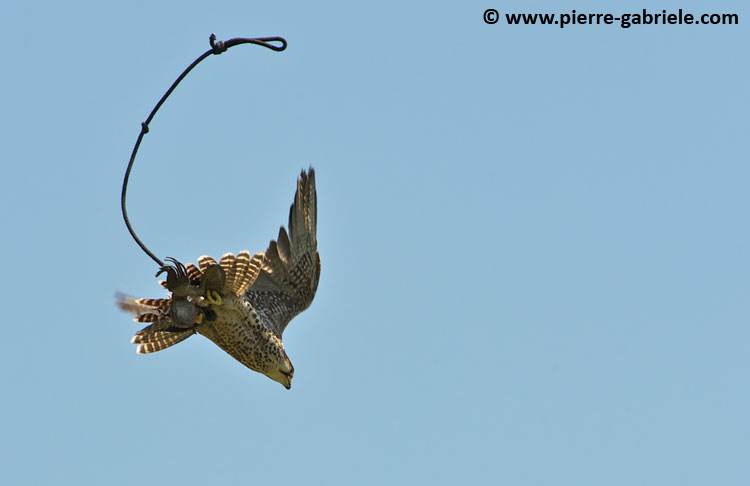 faucon_9669.jpg