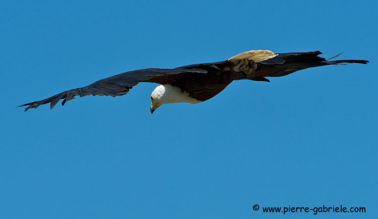 pygargue_2779.jpg