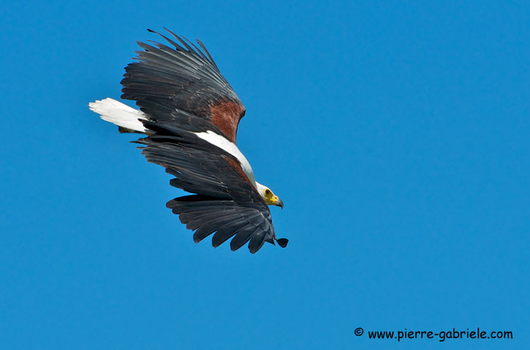 pygargue_2783.jpg
