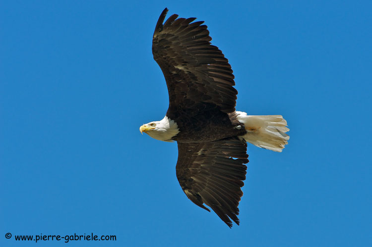pygargue_2980.jpg
