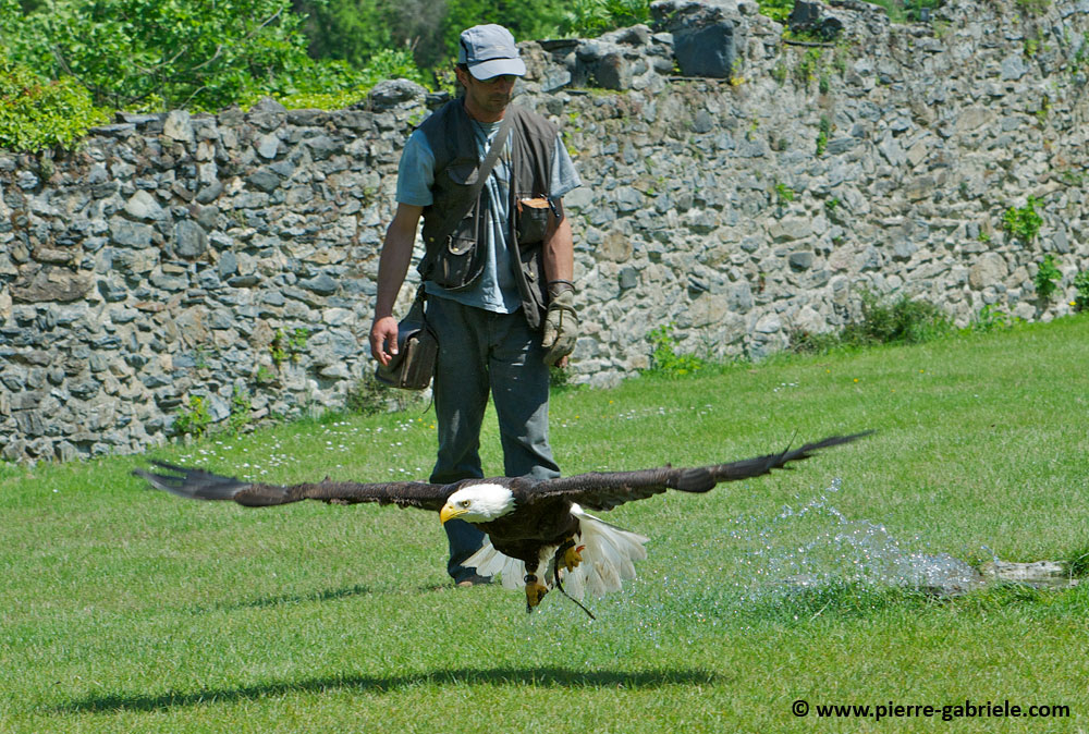 pygargue_7298.jpg