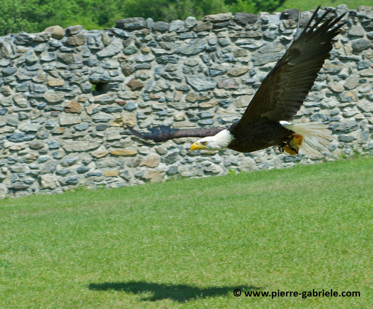 pygargue_7299.jpg