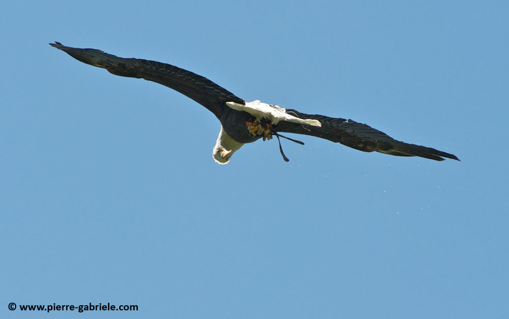 pygargue_7302.jpg