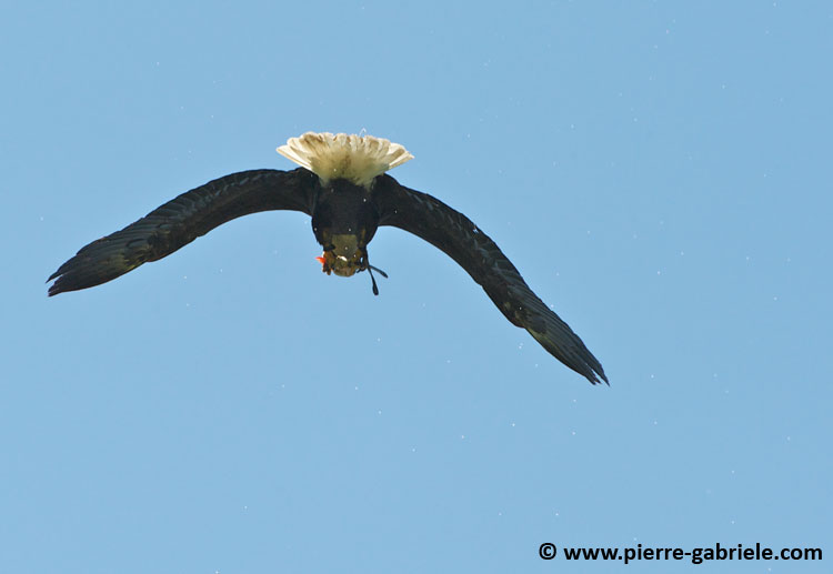 pygargue_7303.jpg