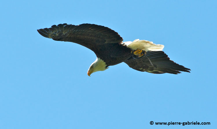 pygargue_7308.jpg
