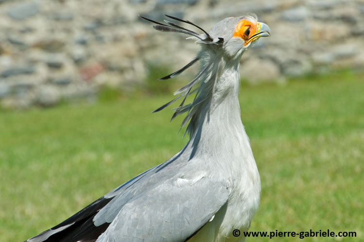 serpentaire_7355.jpg