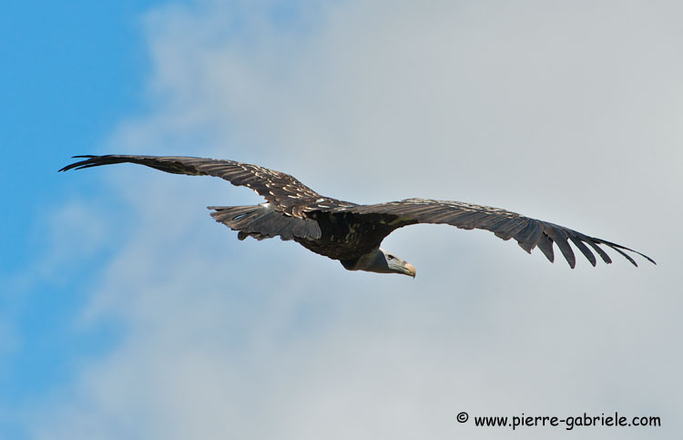 vautour_2984.jpg