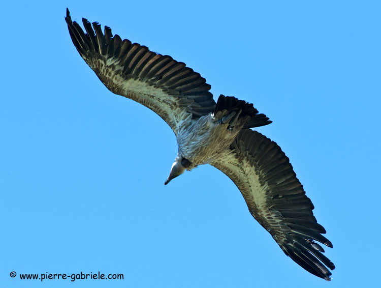 vautour_2987.jpg