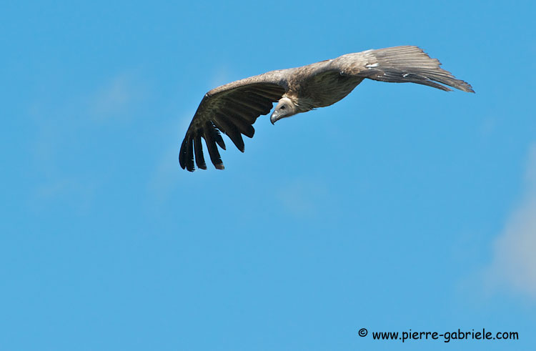 vautour_3011.jpg