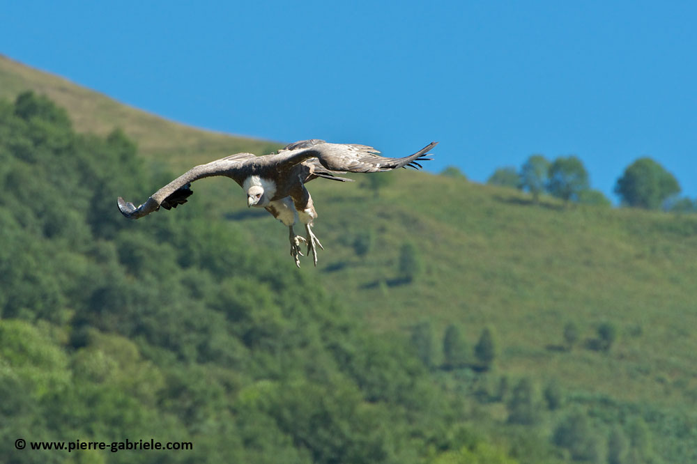 vautour_3015.jpg