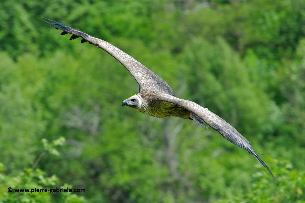 vautour_7460.jpg
