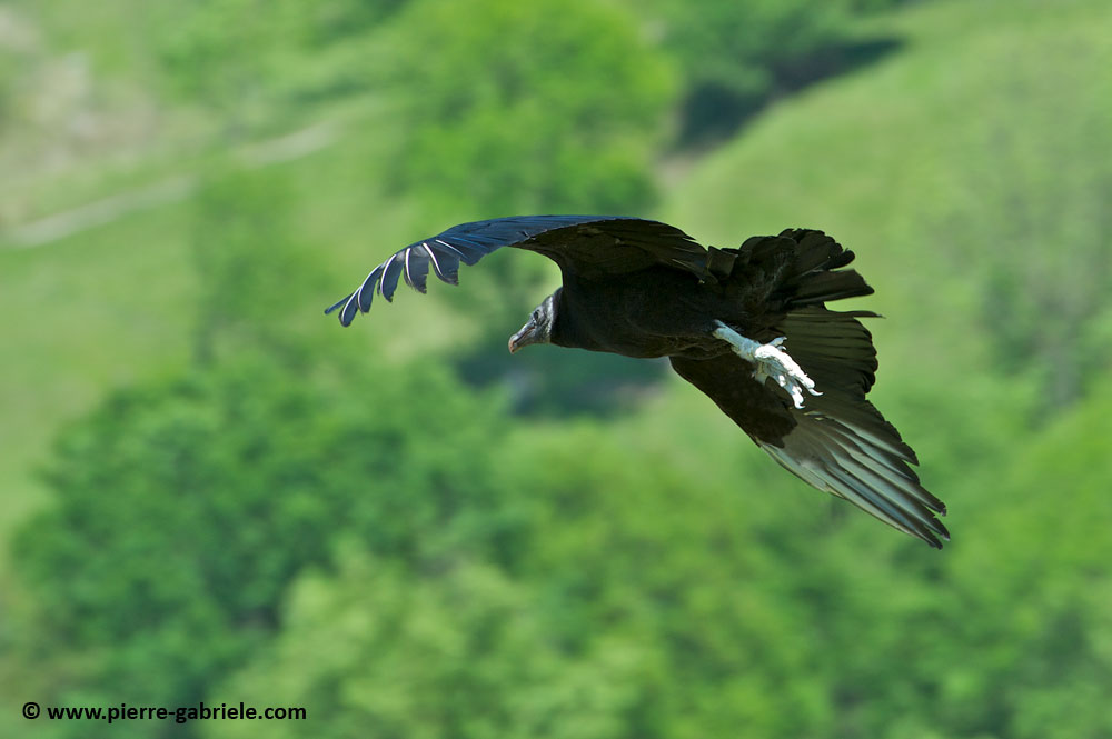 vautour_7466.jpg
