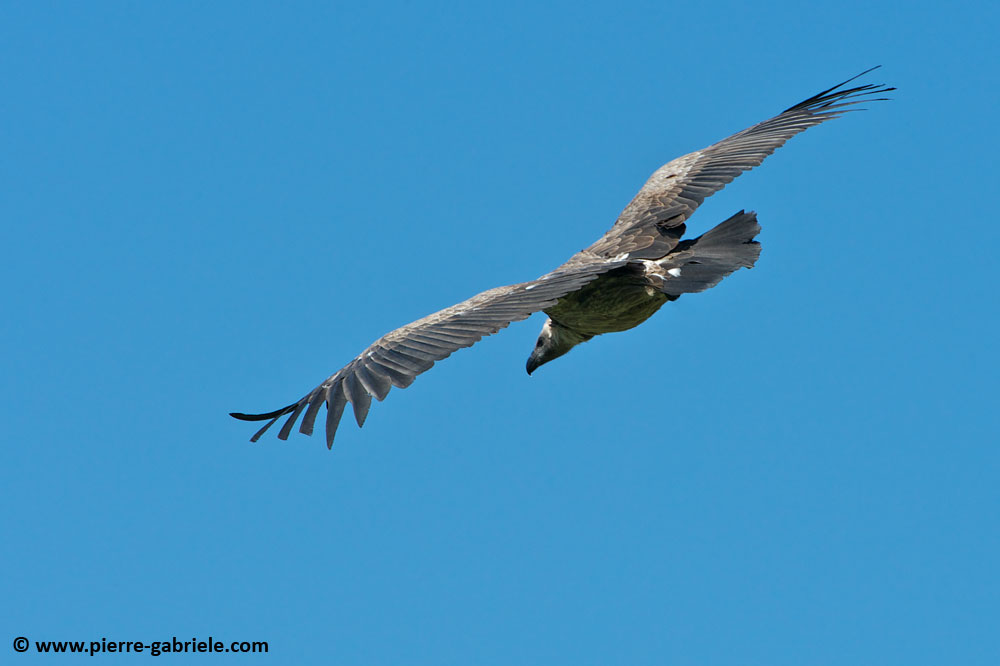 vautour_7467.jpg