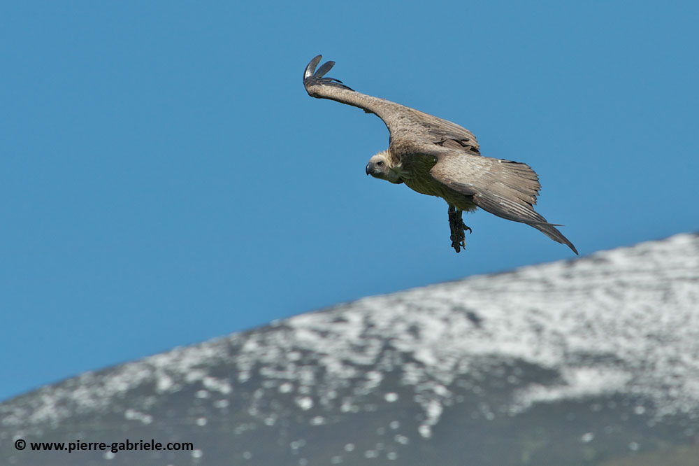 vautour_7474.jpg