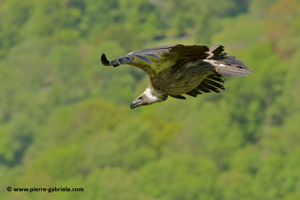 vautour_7486.jpg