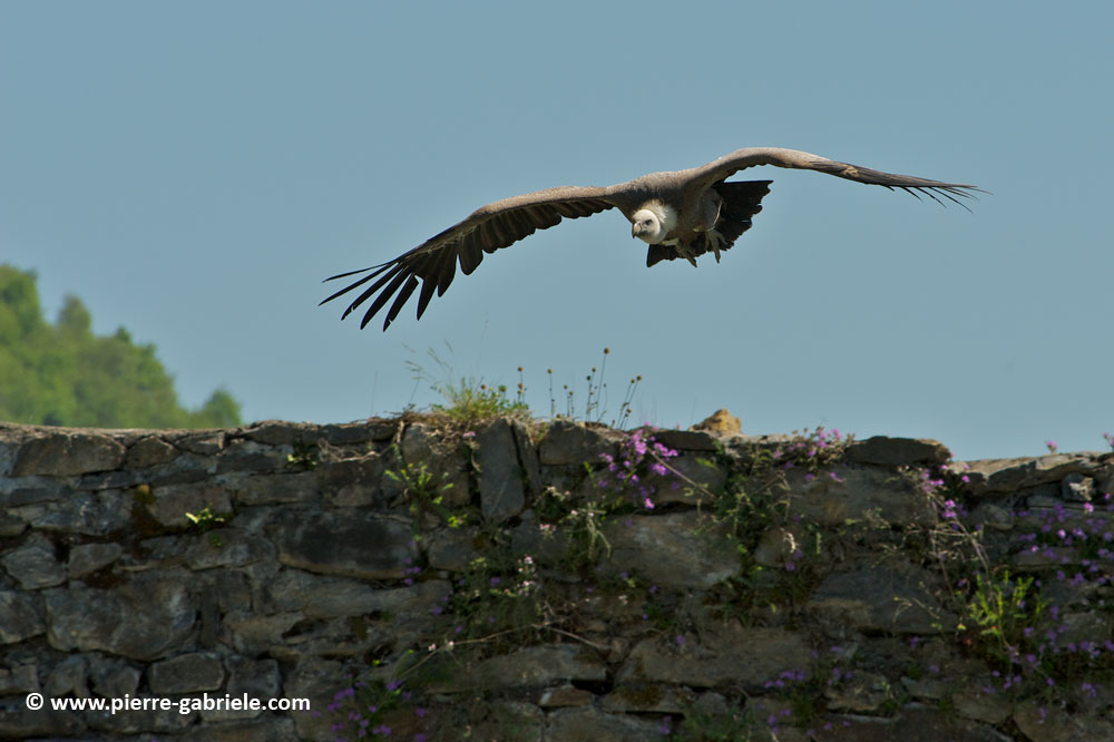 vautour_7524.jpg