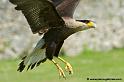 caracara_7386
