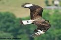 caracara_9692