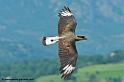 caracara_9697