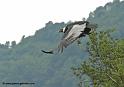 condor_0058