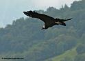 condor_0059