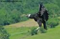 condor_9758