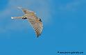 faucon_2785