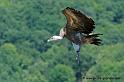 vautour_2985