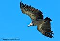 vautour_2986