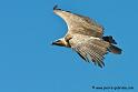 vautour_2991
