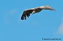 vautour_3011