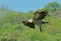 vautour_7476
