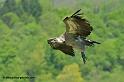 vautour_7477