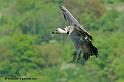 vautour_7479