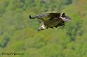 vautour_7486
