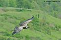 vautour_7491